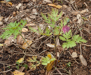 Dicentra formosa plant