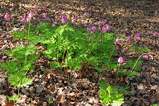 Dicentra formosa plants