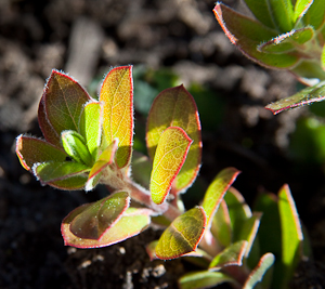 Arctostaphylos edmundsii 'Carmel Sur' young leaves