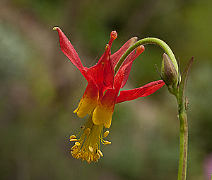 Aquilegia formosa flower