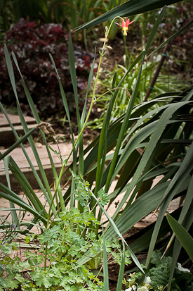 Aquilegia formosa