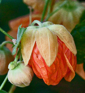 Abutilon pictum buds