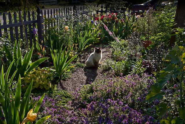 Castle Mountain Garden and Nursery