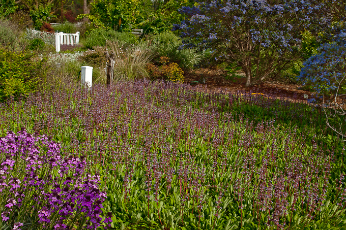 Stoker's garden