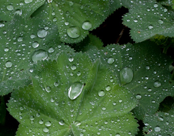 waterdrips on Ladies Mantle