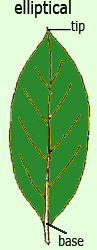 elliptical shaped