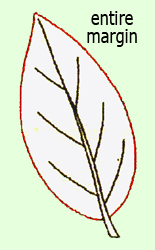 page 4: leaf margins