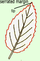 serrated margin