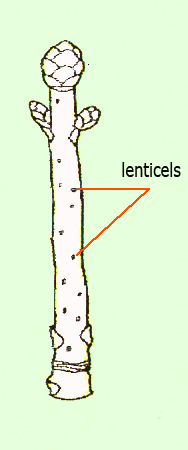 lenticels