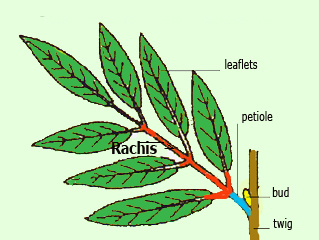 once pinnately compound leaf