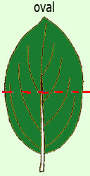 oval shaped