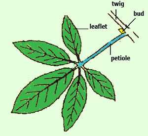 palmately compound