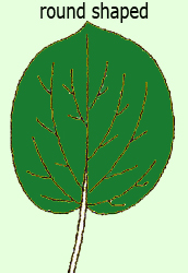 round shaped