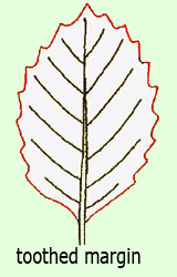 toothed margin