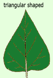 triangular shaped