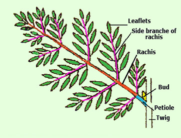 twice pinattely compound leaf